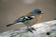 Chaffinch