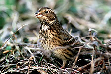 Corn Bunting