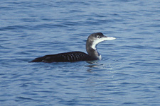 Great Northern Diver