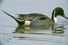 Pintail