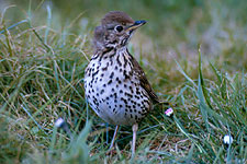 Song Thrush