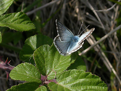 Chalkhill Blue