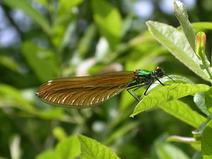 Beautiful Demoiselle