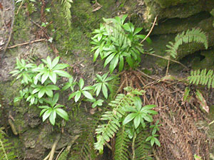 Green Hellebore