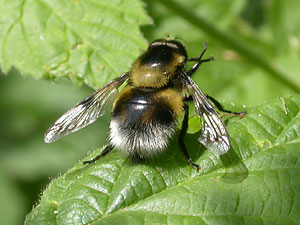 Volucella bombylans