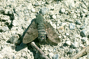 Hummingbird Hawk-moth