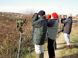 Looking for Water Pipits