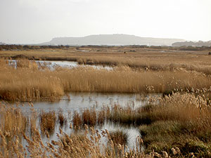 View across the marsh