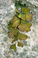 Maidenhair Fern