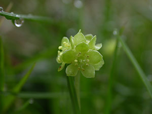 moschatel