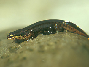 Palmate Newt