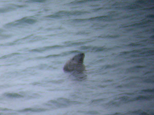 Grey Seal bottling