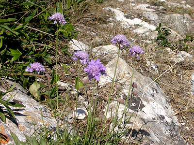 Small Scabious