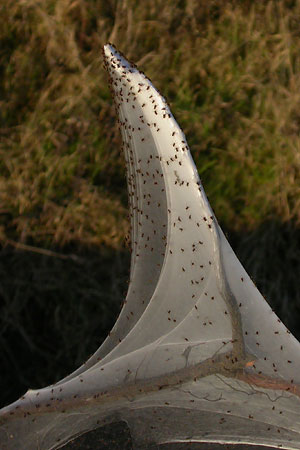 Money Spiders on one of hundreds of silk tents