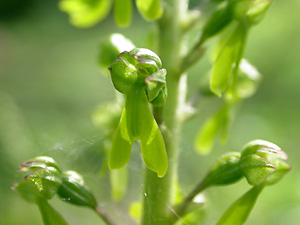 twayblade