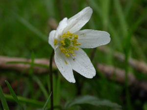 Wood Anemone