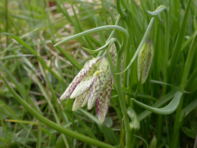 Snakeshead Fritillaries