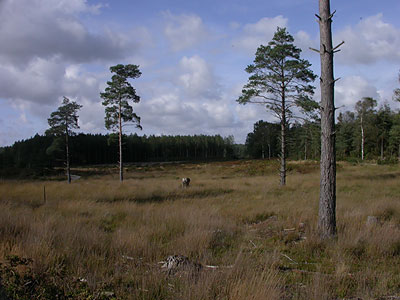  Wareham Forest