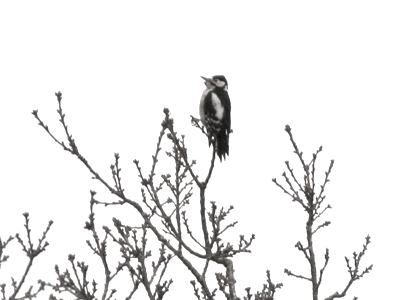 Great Spotted Woodpecker