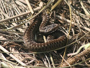 Young Adder