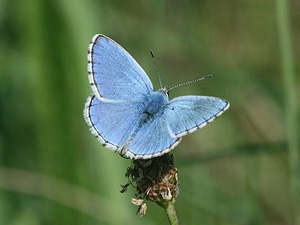 Male Adonis Blue