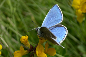 Adonis Blue