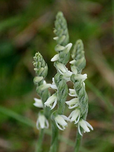 Autumn Ladies Tresses