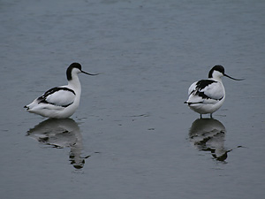 Avocets at Middlebere Lake