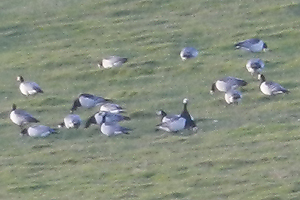 Barnacle Goose