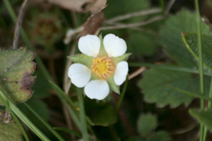 Barren Strawberry