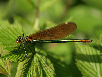 Beautiful Demoiselle