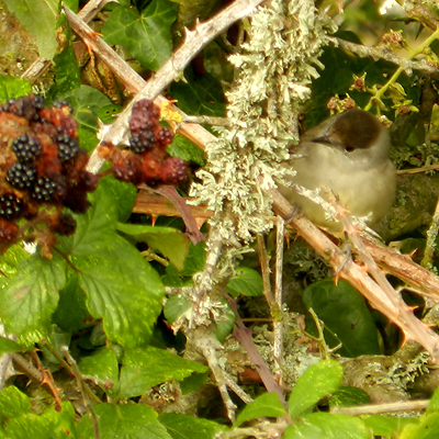 Young male Blackcap caught for ringing