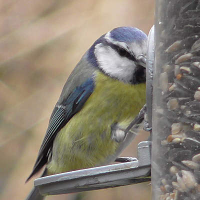 blue tit