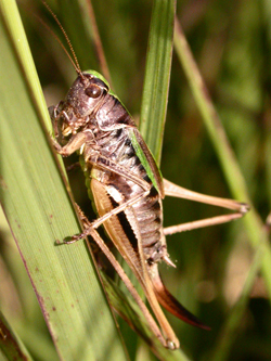 Bog Bush-cricket