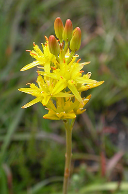 Bog Asphodel