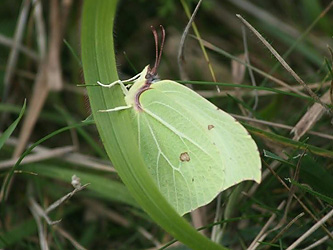 Brimstone