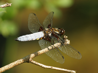 Broad-bodied Chaser