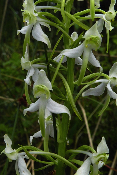 Greater Butterfly Orchid