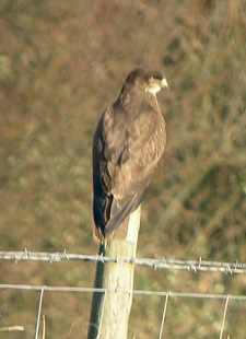 Common Buzzard, Rodden Hive, 6th Feb 2008