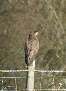 Common Buzzard, Rodden Hive, 6th Feb 2008