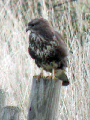 Common Buzzard