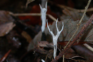 Candle Snuff Fungus, Xylaria hypoxylon