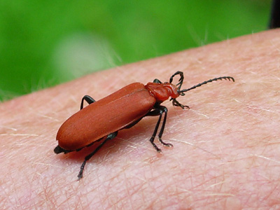 Red-headed Cardinal Beetle