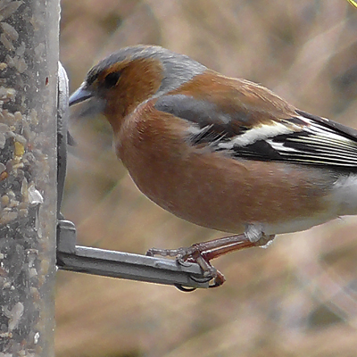 male chaffinch