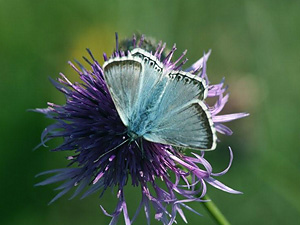 Male Chalkhill Blue