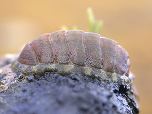 Chiton