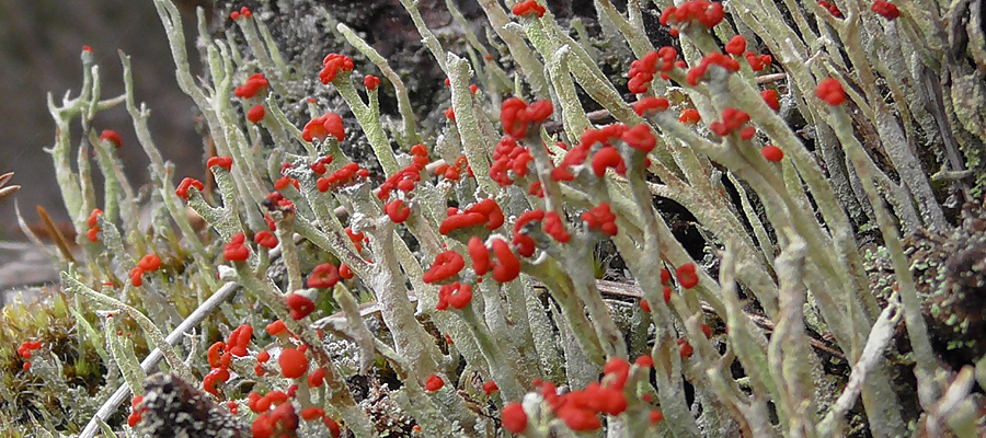 Cladonia lichens