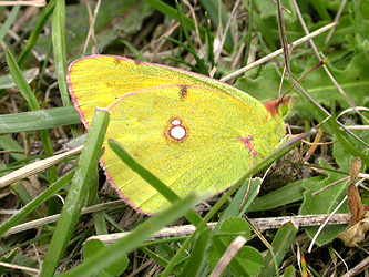 Clouded Yellow