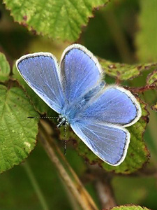 Common Blue