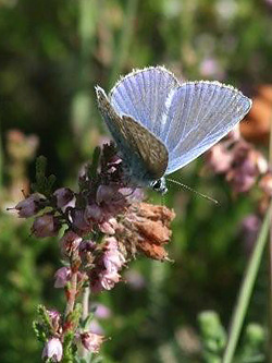 Common Blue